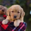 Image of Maverick, a Golden Retriever puppy