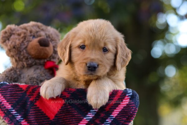 Image of Maverick, a Golden Retriever puppy