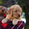 Image of Maverick, a Golden Retriever puppy