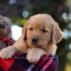 Image of Maverick, a Golden Retriever puppy