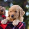 Image of Maverick, a Golden Retriever puppy