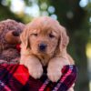 Image of Max, a Golden Retriever puppy