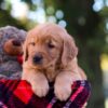 Image of Max, a Golden Retriever puppy