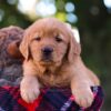 Image of Max, a Golden Retriever puppy