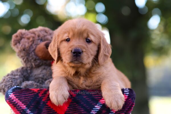 Image of Max, a Golden Retriever puppy