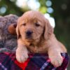 Image of Max, a Golden Retriever puppy