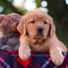 Image of Max, a Golden Retriever puppy