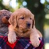 Image of Max, a Golden Retriever puppy