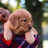 Image of Max, a Golden Retriever puppy