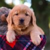 Image of Max, a Golden Retriever puppy