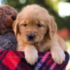 Image of McKenna, a Golden Retriever puppy