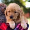 Image of McKenna, a Golden Retriever puppy