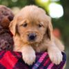 Image of McKenna, a Golden Retriever puppy