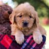 Image of McKenna, a Golden Retriever puppy