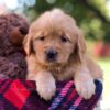 Image of McKenna, a Golden Retriever puppy