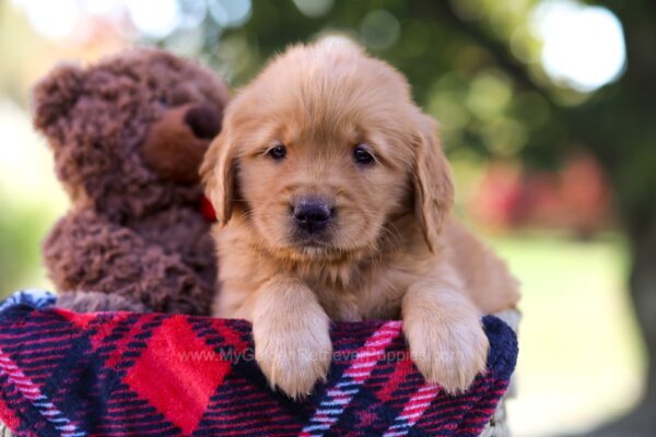 Image of McKenna, a Golden Retriever puppy