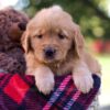 Image of McKenna, a Golden Retriever puppy