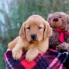 Image of Megan, a Golden Retriever puppy