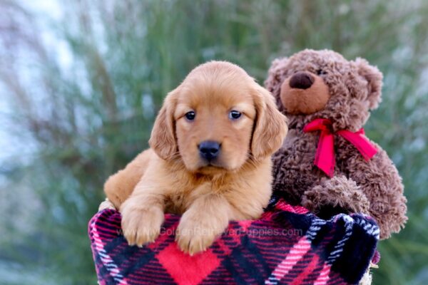 Image of Megan, a Golden Retriever puppy