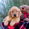 Image of Megan, a Golden Retriever puppy