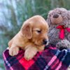 Image of Megan, a Golden Retriever puppy