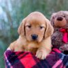 Image of Megan, a Golden Retriever puppy