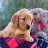 Image of Megan, a Golden Retriever puppy