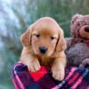 Image of Megan, a Golden Retriever puppy