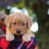 Image of Mellany, a Golden Retriever puppy