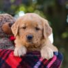 Image of Mellany, a Golden Retriever puppy