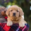 Image of Mellany, a Golden Retriever puppy