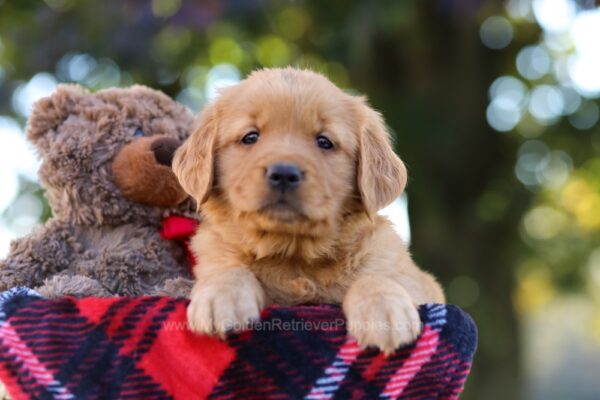 Image of Mellany, a Golden Retriever puppy