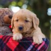 Image of Mellany, a Golden Retriever puppy