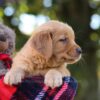 Image of Mellany, a Golden Retriever puppy