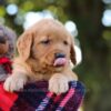 Image of Mellany, a Golden Retriever puppy