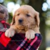 Image of Mellany, a Golden Retriever puppy