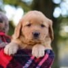 Image of Mellany, a Golden Retriever puppy