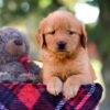 Image of Mickey, a Golden Retriever puppy