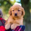 Image of Mickey, a Golden Retriever puppy