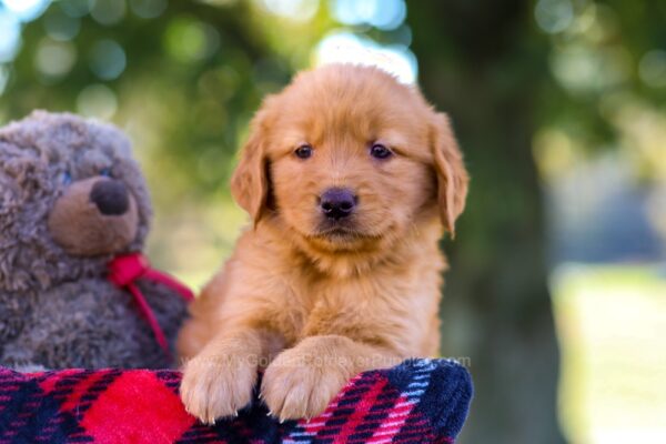 Image of Mickey, a Golden Retriever puppy