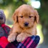 Image of Mickey, a Golden Retriever puppy