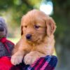 Image of Mickey, a Golden Retriever puppy