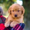 Image of Mickey, a Golden Retriever puppy