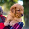 Image of Mickey, a Golden Retriever puppy