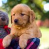 Image of Mickey, a Golden Retriever puppy