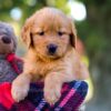 Image of Mickey, a Golden Retriever puppy