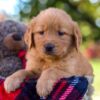 Image of Mickey, a Golden Retriever puppy