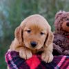 Image of Mindy, a Golden Retriever puppy