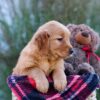 Image of Mindy, a Golden Retriever puppy