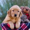 Image of Mindy, a Golden Retriever puppy